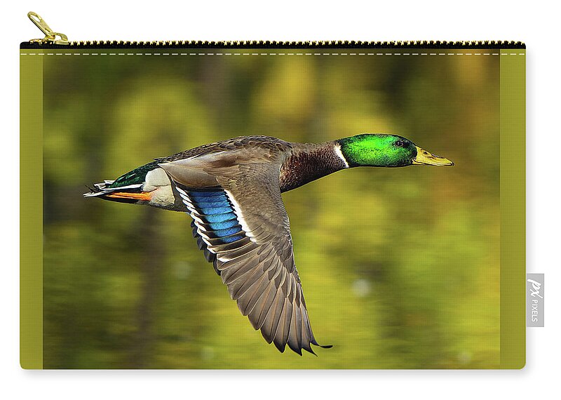 Duck Zip Pouch featuring the photograph Flight of the Mallard by William Jobes