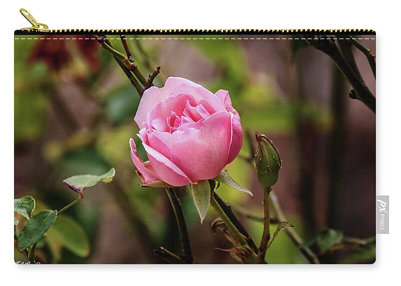 Florida Naples City Office Landscape Landscapes Paradise Sunshine State Wildlife Flowers Edison Ford Rosa Chinensis Bengal Rose Fort Myers Zip Pouch featuring the photograph Florida Flowers - Edison and Ford Gardens - Rosa Chinensis - Bengal Rose by Ronald Reid