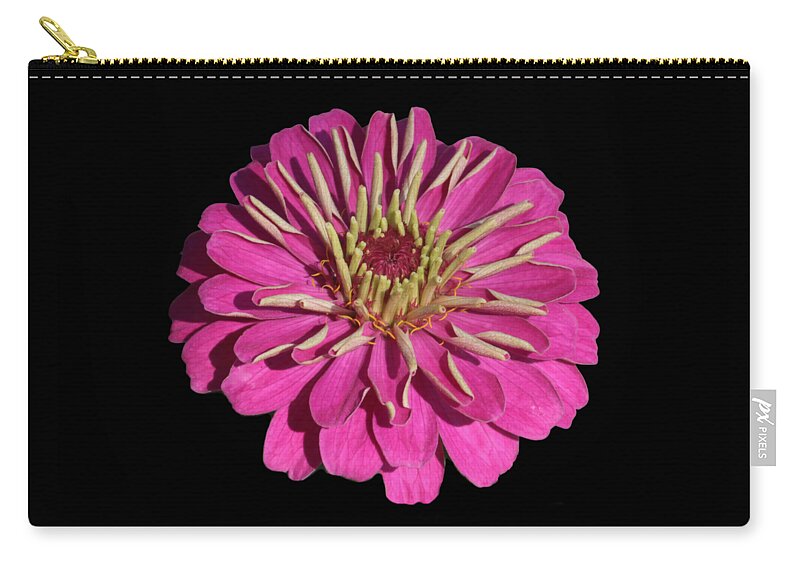 Zinnia Zip Pouch featuring the photograph Flower Power - Bright Pink Zinnia with Black Backgound by Carol Groenen