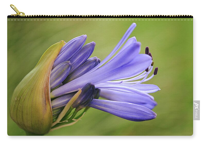 Flower Zip Pouch featuring the photograph Flowers of SoCal - Emergence of Agapanthus Flower by Gaby Ethington