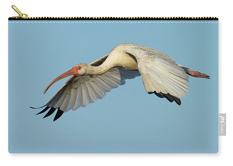 American White Ibis Zip Pouch featuring the photograph Flying Ibis - Up Close by RD Allen