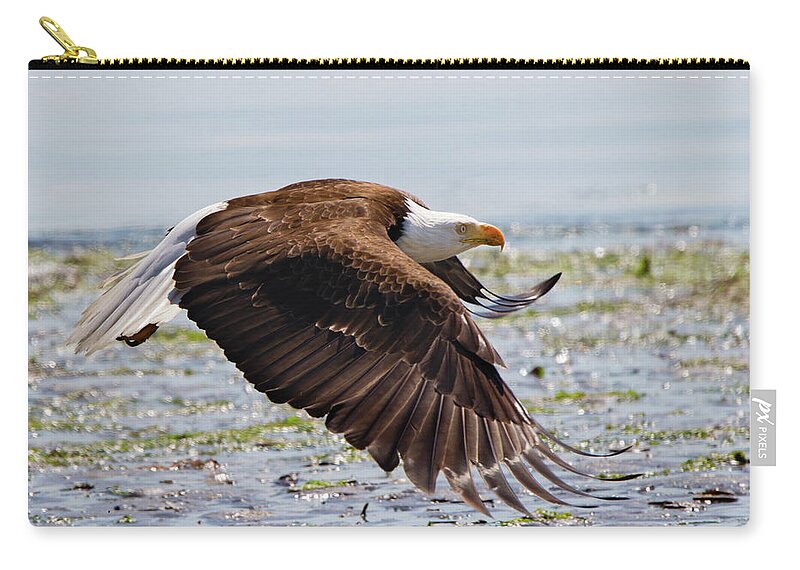 Nature Zip Pouch featuring the photograph Focus - Bald Eagle by Belen Bilgic Schneider