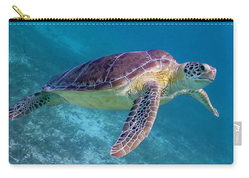 Animals Carry-all Pouch featuring the photograph Follow Me by Lynne Browne