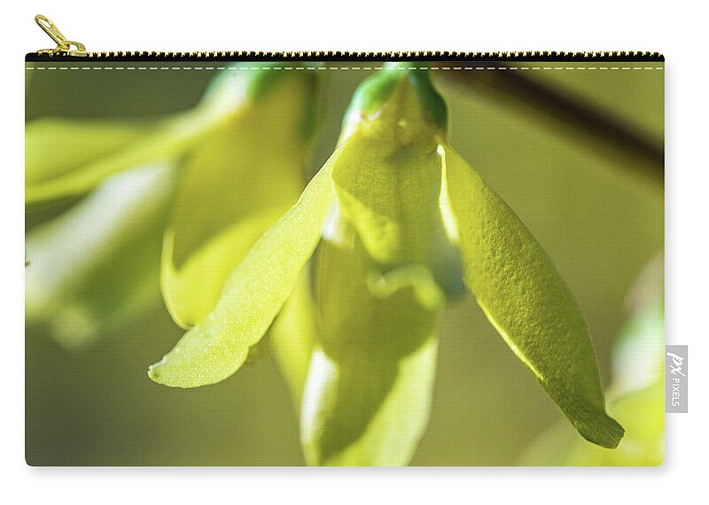 Flower Zip Pouch featuring the photograph Forsythia Close Up by Amelia Pearn