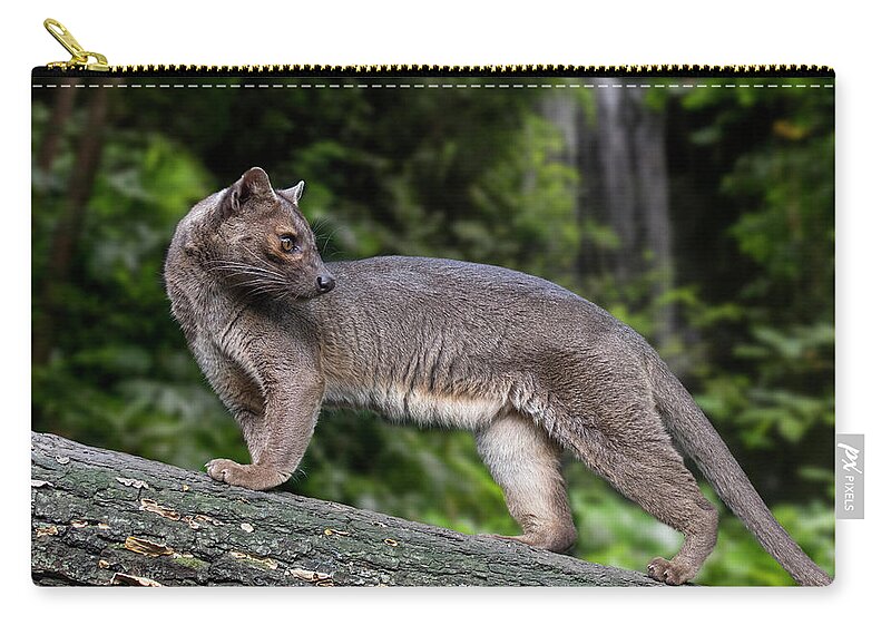Fossa Zip Pouch featuring the photograph Fossa by Arterra Picture Library