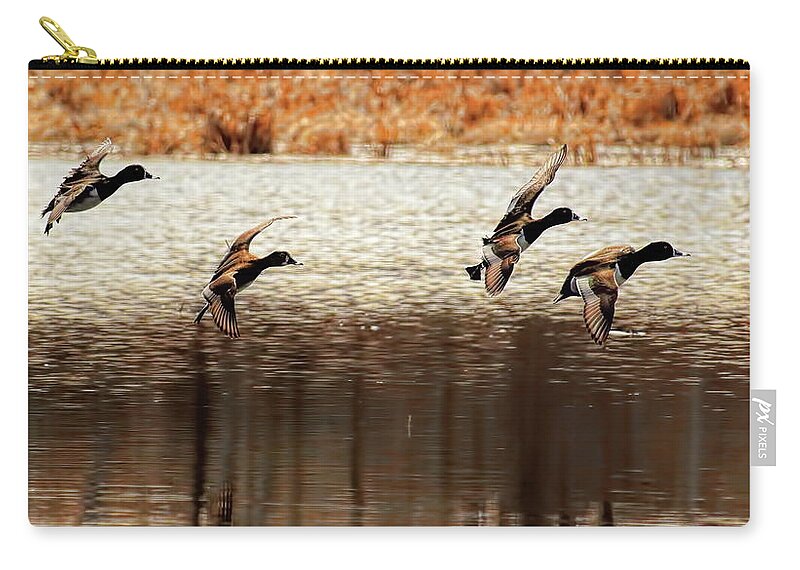 Waterfowl Zip Pouch featuring the photograph Four Ringers With Wings Set by Dale Kauzlaric