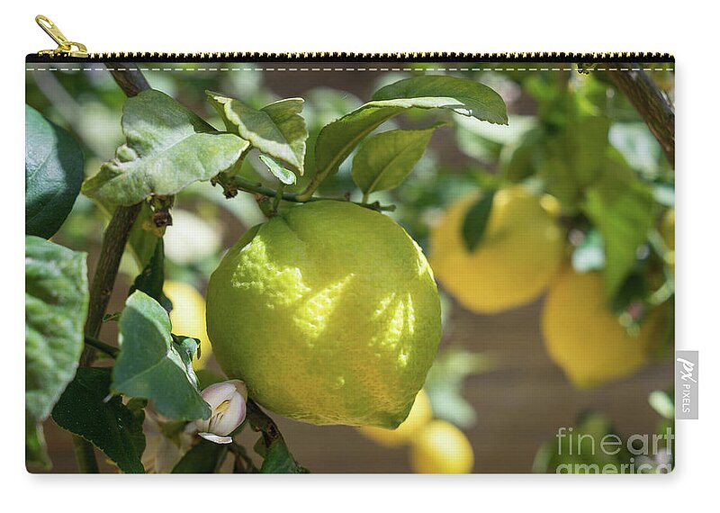 Lemon Tree Zip Pouch featuring the photograph Fresh Lemon, Lovely Lemon Tree And Flowers In Spring by Adriana Mueller