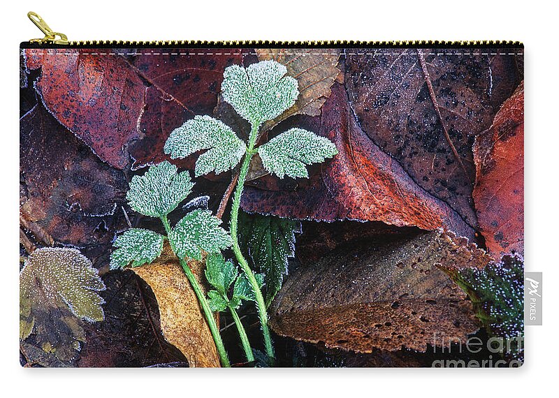  Leaves Zip Pouch featuring the photograph Frosted buttercup leaves by Michael Wheatley