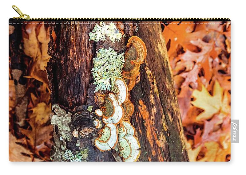 Fomitopsidaceae Zip Pouch featuring the photograph Fungi, moss and leaves by Lilia S