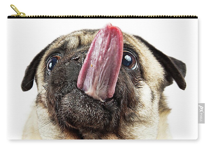 Animal Carry-all Pouch featuring the photograph Funny Pug Sticking Tongue Straight Out by Good Focused