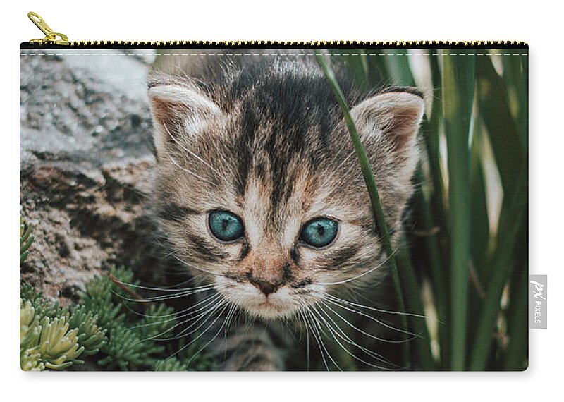 Kitten Zip Pouch featuring the photograph Furry explorer by Vaclav Sonnek