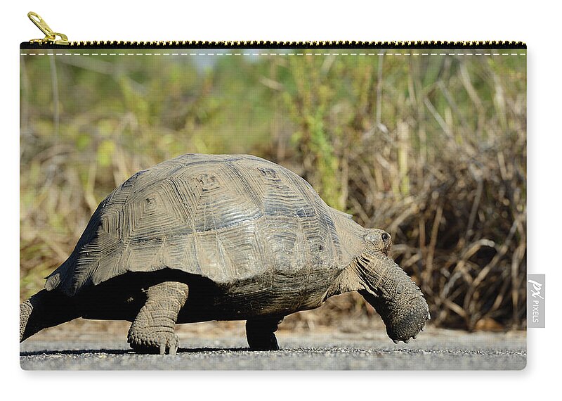 Republic Of Ecuador Zip Pouch featuring the photograph Galapagos giant tortoise, Chelonoidis nigra, Urbina Bay, Isabela Island, Galapagos Islands, Ecuador by Kevin Oke