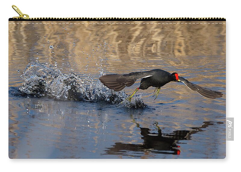Bird Zip Pouch featuring the photograph Gallinule on Takeoff by Flinn Hackett