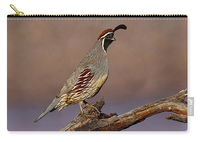 Animal Carry-all Pouch featuring the photograph Gambel's Quail Perched on a Branch by Jeff Goulden