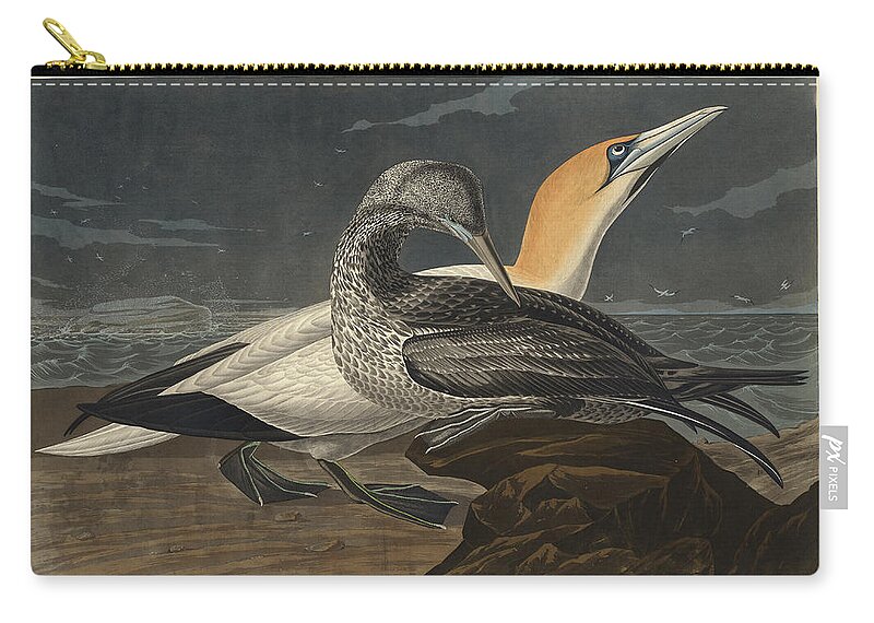 Robert Havell Zip Pouch featuring the drawing Gannet by Robert Havell