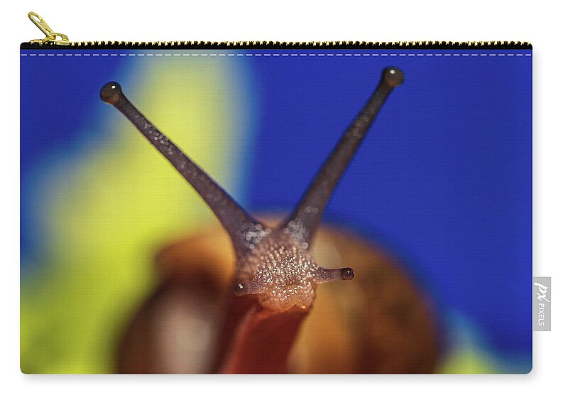 Garden Snail Zip Pouch featuring the photograph Garden Snail - Animal Photography by Amelia Pearn