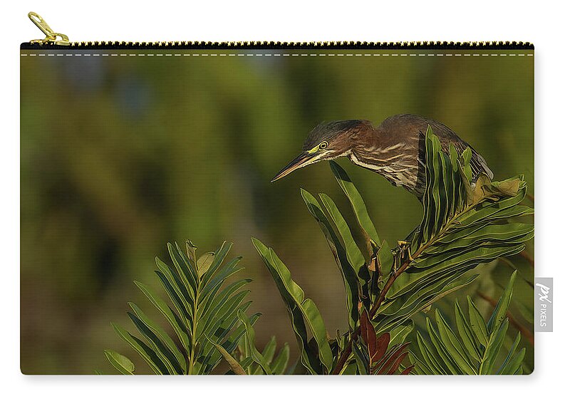 Green Heron Zip Pouch featuring the photograph GH Perched Peering Down by RD Allen