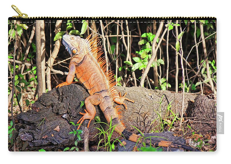 Iguana Zip Pouch featuring the photograph Giant Iguana, Belize by Tatiana Travelways