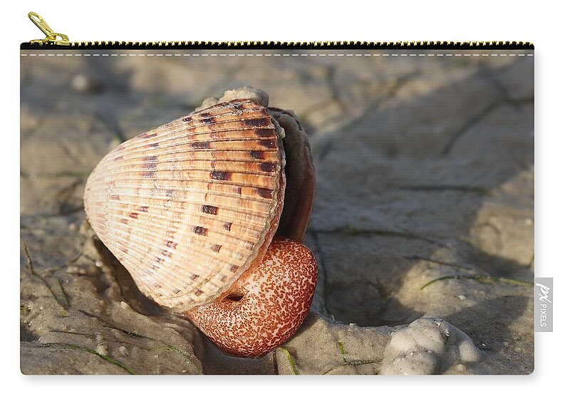 Clams Zip Pouch featuring the photograph Giant Live Clam by Mingming Jiang