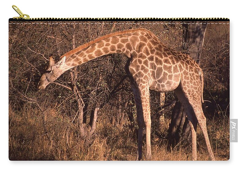 Africa Zip Pouch featuring the photograph Giraffe Eating Too by Russel Considine