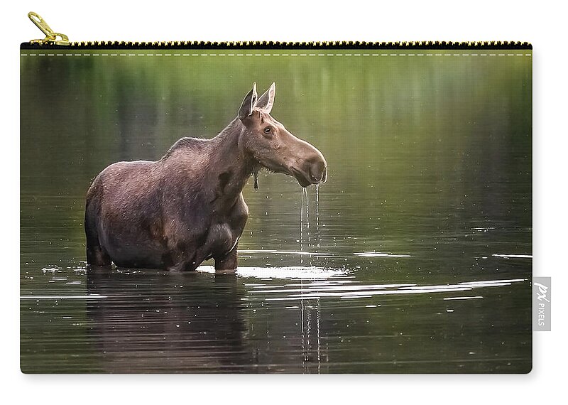  Zip Pouch featuring the photograph Glacier Moose by Robert Miller