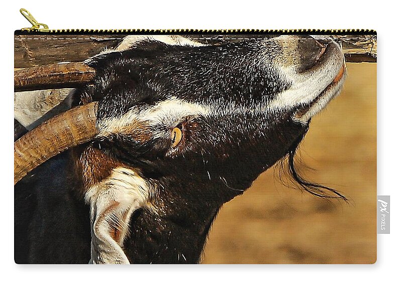 Goat Horns Fence Wood Close Zip Pouch featuring the photograph Goat by John Linnemeyer