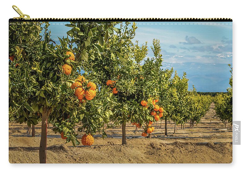  Fresno Zip Pouch featuring the photograph Gold Nugget Mandarins In Fresno, California by Elvira Peretsman