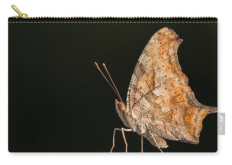 Polygonia Comma Zip Pouch featuring the photograph Golden Wings by Puttaswamy Ravishankar
