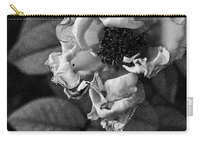 Rosa Chinensis Zip Pouch featuring the photograph Golden Hour Black and White Rose by W Craig Photography