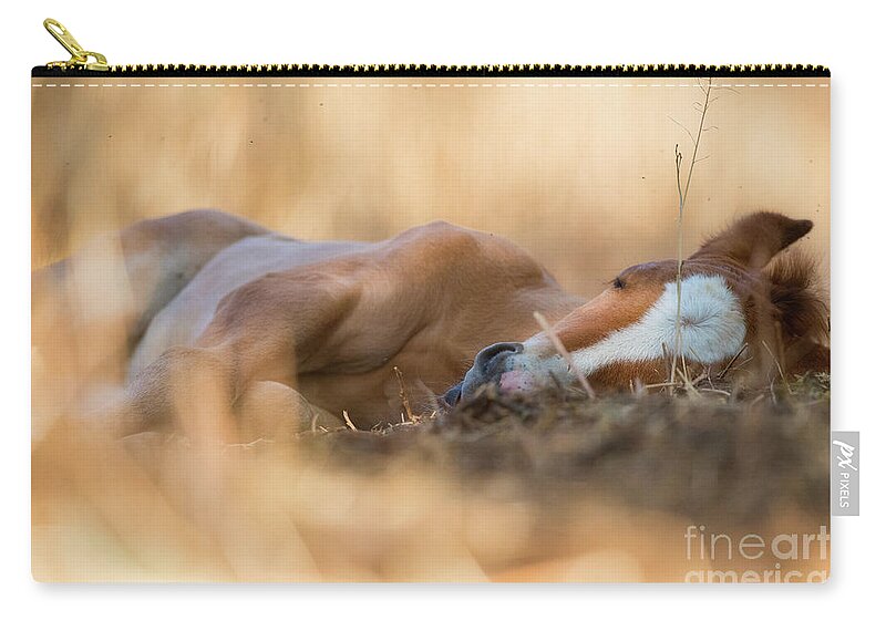 Cute Foal Zip Pouch featuring the photograph Golden Nap by Shannon Hastings