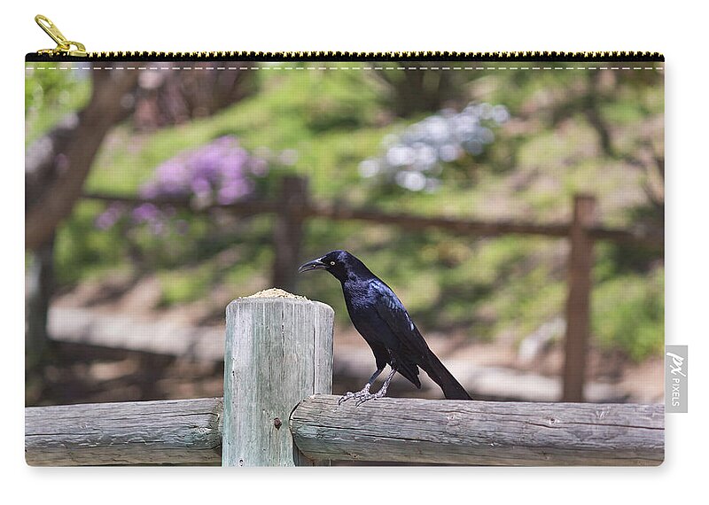 Grackle Zip Pouch featuring the photograph Grackle Eating Seeds by Alison Frank