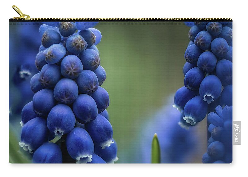Flower Zip Pouch featuring the photograph Grape Hyacinth by Dan Eskelson