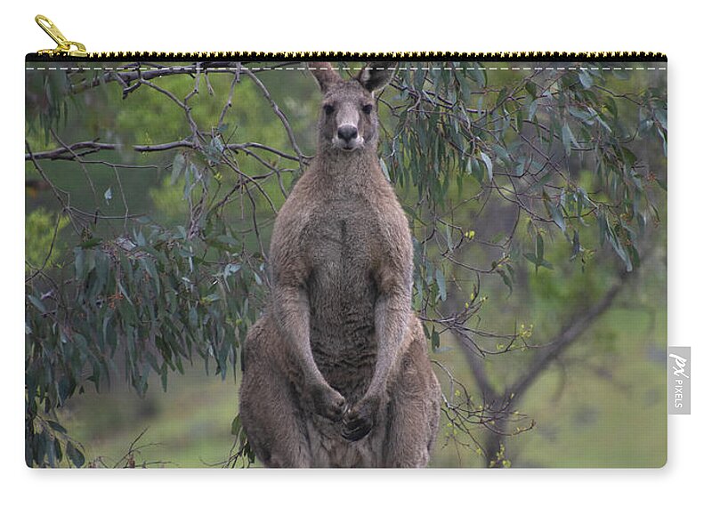 Australia Zip Pouch featuring the photograph Gray Kangaroo by Patrick Nowotny
