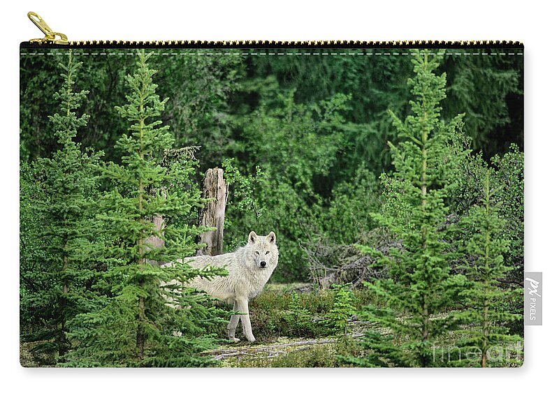 Davw Welling Zip Pouch featuring the photograph Gray Wolf In Taiga Forest Northwest Territories Canada by Dave Welling