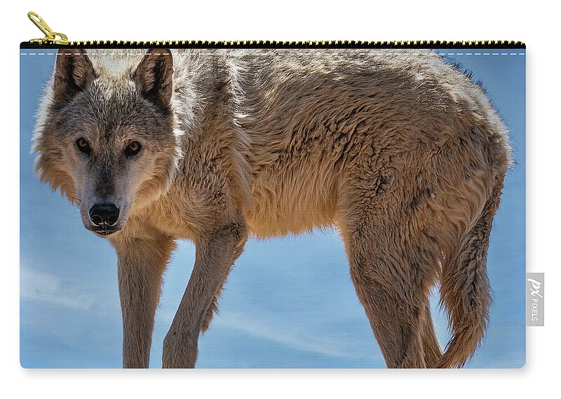 Sedona Zip Pouch featuring the photograph Gray Wolf by Al Judge