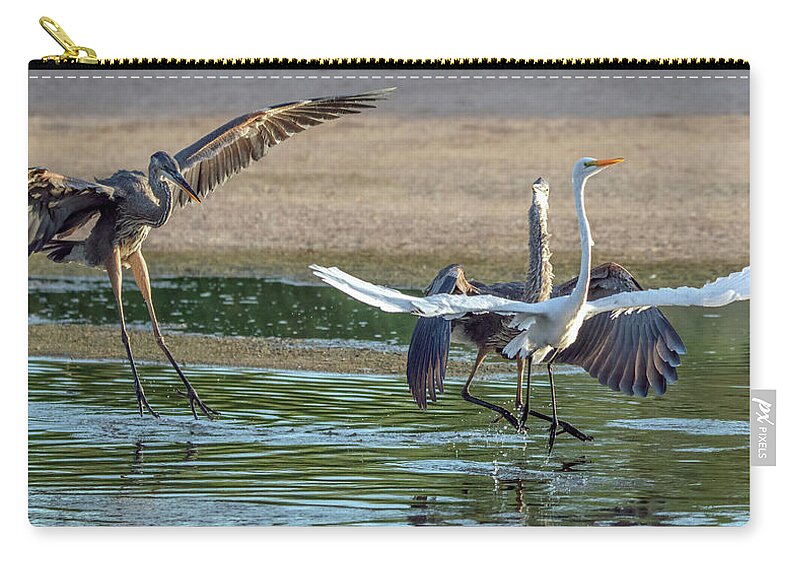 Great Blue Heron Zip Pouch featuring the photograph Great Blue Heron Chase 2148-070621-2 by Tam Ryan