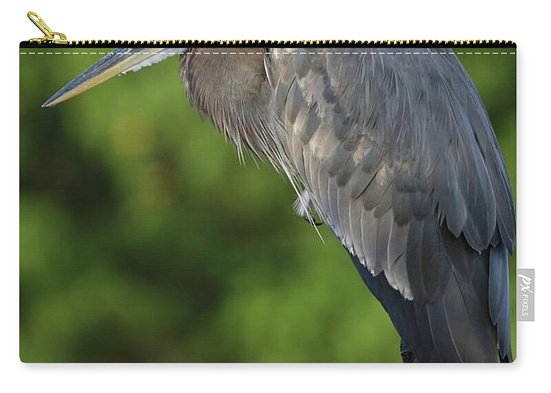 Blue Heron Zip Pouch featuring the photograph Great Blue Heron in Early Morning by Mingming Jiang