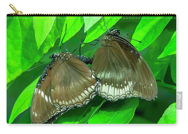 Nature Zip Pouch featuring the photograph Great Eggfly Butterflies DTHN0331 by Gerry Gantt