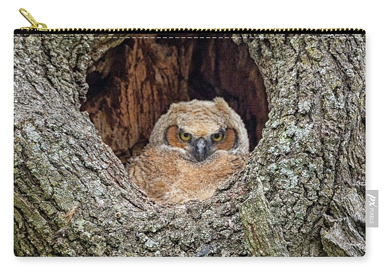 Great Horned Owl Zip Pouch featuring the photograph Great Horned Owlet Peek A Boo by Teresa Jack