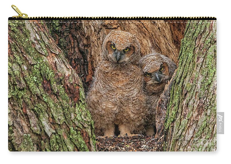 Ohio Zip Pouch featuring the photograph Great Horned Owlets Attitude by Teresa Jack