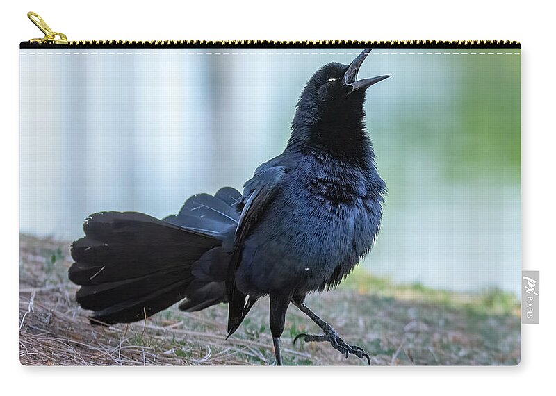 Great-tailed Grackle Zip Pouch featuring the photograph Great-tailed Grackle 2703-033122-2 by Tam Ryan