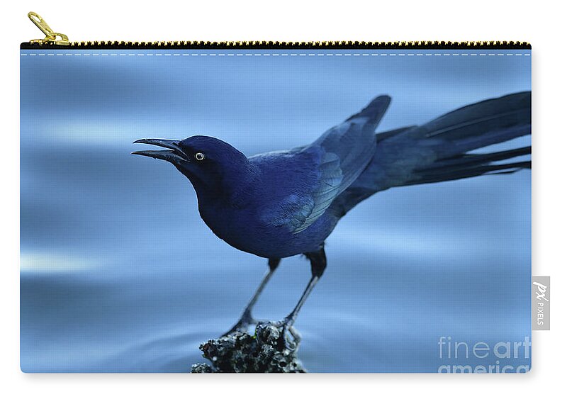 Quiscalus Mexicanus Zip Pouch featuring the photograph Great-tailed Grackle by Amazing Action Photo Video