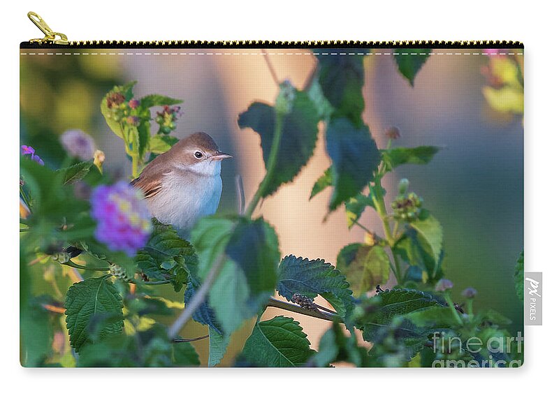Nature Zip Pouch featuring the photograph Greater Whitethroat Sylvia communis Costa Ballena by Pablo Avanzini