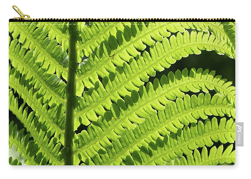 Fern Zip Pouch featuring the photograph Green fern leaf and sunlight in the forest by Adriana Mueller