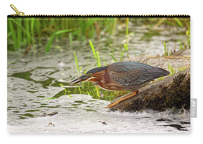 Green Heron Zip Pouch featuring the photograph Green Heron - Butorides virescens - with small fish by Sharon Talson