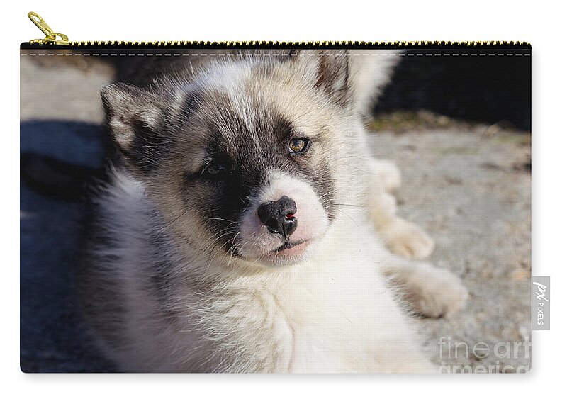 Greenlandic Sled Dog Zip Pouch featuring the photograph Greenlandic Sled Dog Puppy by Eva Lechner