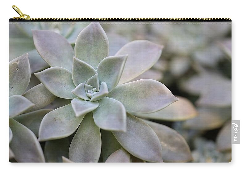 Succulent Carry-all Pouch featuring the photograph Grey Ghost Plant by Mingming Jiang