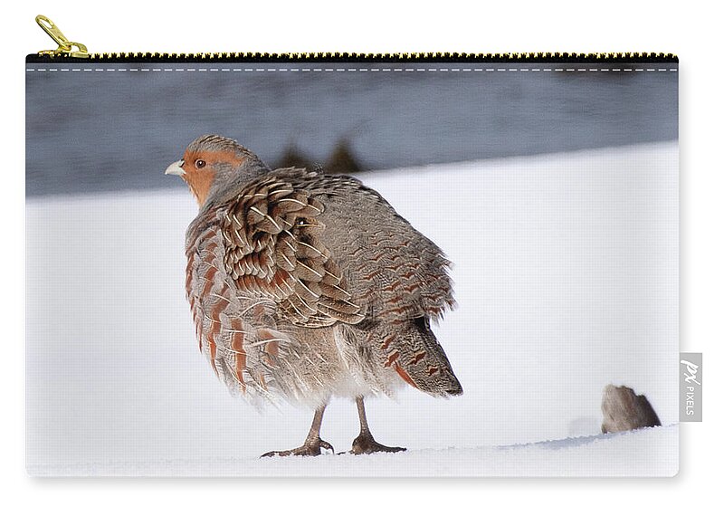 Bird Zip Pouch featuring the photograph Grey Partridge on Henry's Fork by Dennis Hammer