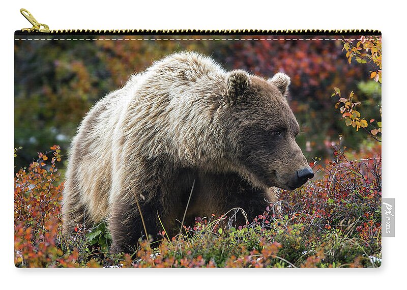 Grizzly Carry-all Pouch featuring the photograph Grizzly bear in Denali national park - Alaska by Olivier Parent