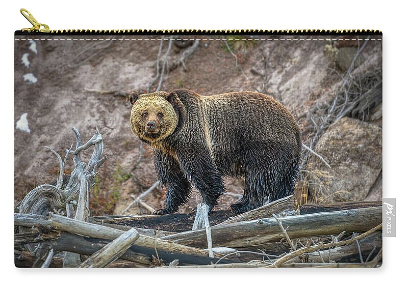 Grizzly Zip Pouch featuring the photograph Grizzly Crossing by Kenneth Everett
